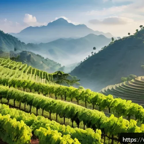 Home 17 태국의 와인 문화 - A scenic vineyard landscape in northern Thailand featuring lush grapevines on terraced hillsides und...